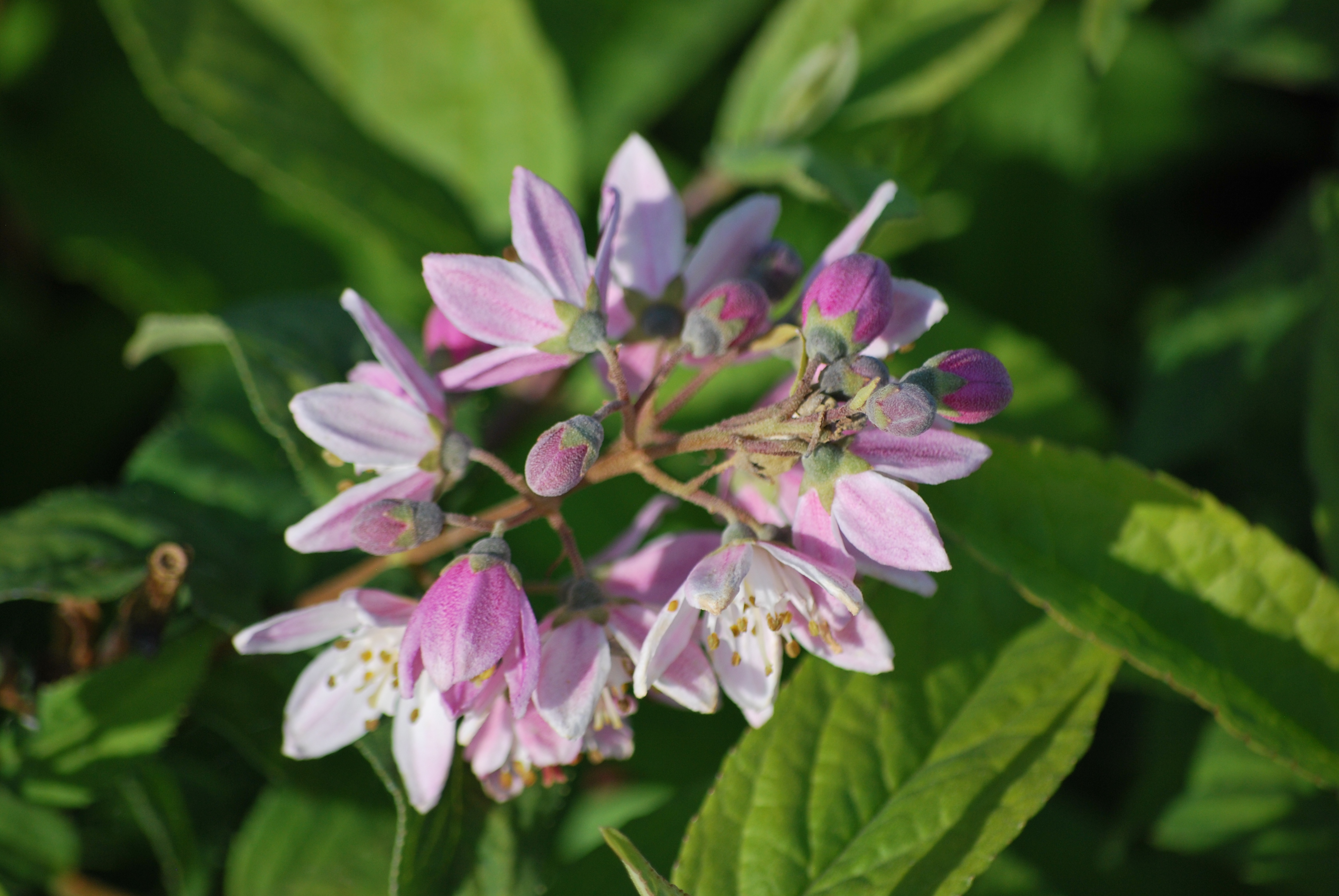 Deutzia_hybrida_Strawberry_Fields