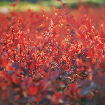 Berberis Thunbergii Darts Red Lady