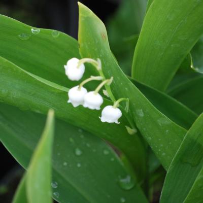 Convallaria Majalis