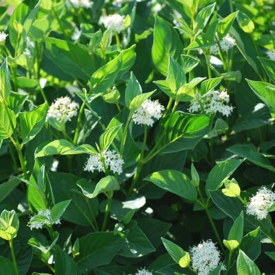 Cornus Sericea Flaviramea