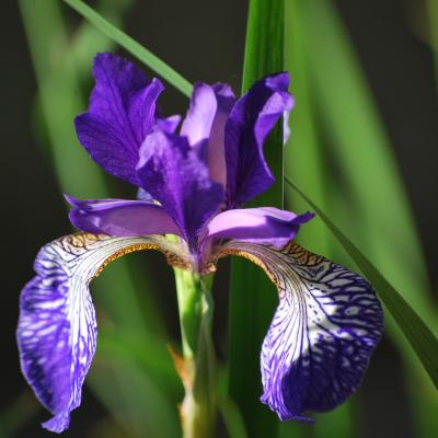 Iris Sibirica