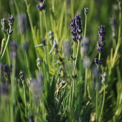 Lavandula Angustifolia Hidcote