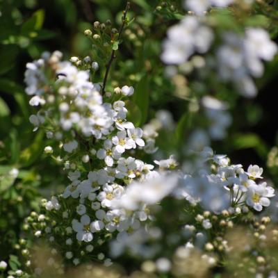 Spiraea Cinerea Grefsheim